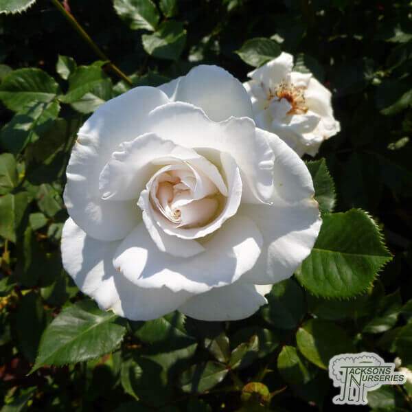 Rosa ‘Margaret Merril’